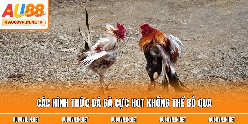 Các hình thức đá gà cực hot không thể bỏ qua