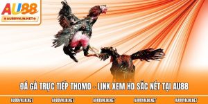 Đá Gà Trực Tiếp Thomo - Link Xem HD Sắc Nét Tại Au88