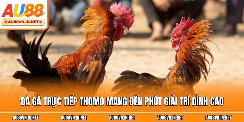 Đá gà trực tiếp Thomo mang đến phút giải trí đỉnh cao