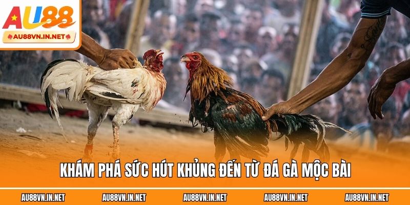 Khám phá sức hút khủng đến từ đá gà Mộc Bài