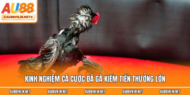 Kinh nghiệm cá cược đá gà kiếm tiền thưởng lớn