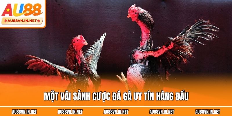 Một vài sảnh cược đá gà uy tín hàng đầu
