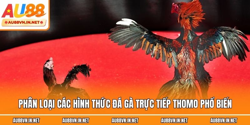 Phân loại các hình thức đá gà trực tiếp Thomo phổ biến