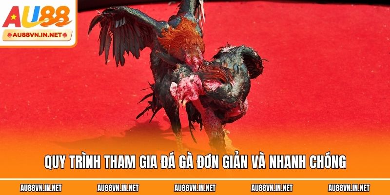 Quy trình tham gia đá gà đơn giản và nhanh chóng