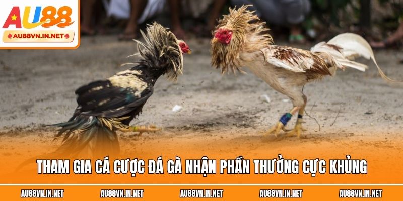 Tham gia cá cược đá gà nhận phần thưởng cực khủng