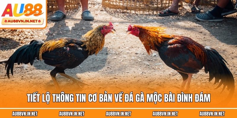 Tiết lộ thông tin cơ bản về đá gà Mộc Bài đình đám
