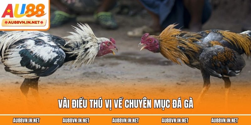 Vài điều thú vị về chuyên mục đá gà