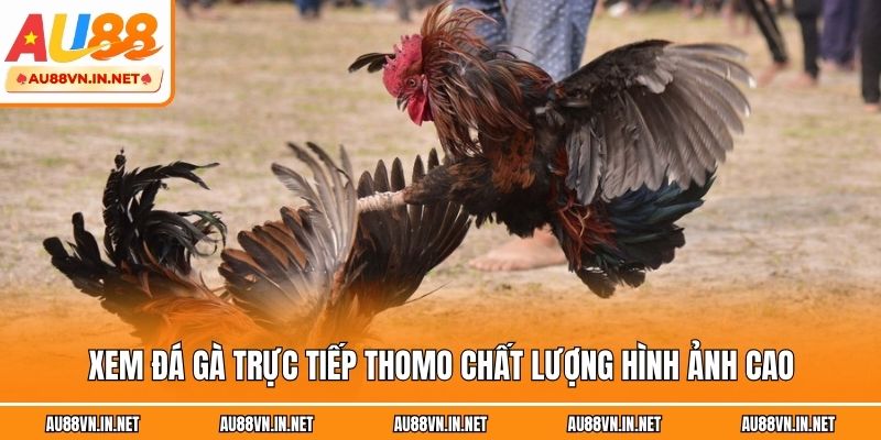 Xem đá gà trực tiếp Thomo chất lượng hình ảnh cao